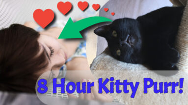 Eight hours of my cat purring